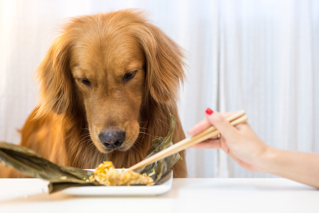 Can Dogs Eat Tofu Is It Safe To Feed Your Dog Tofu  